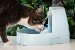 Melhor fonte de água para gatos